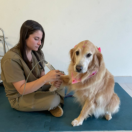 Internação e isolamento veterinário no HVPET Londrina