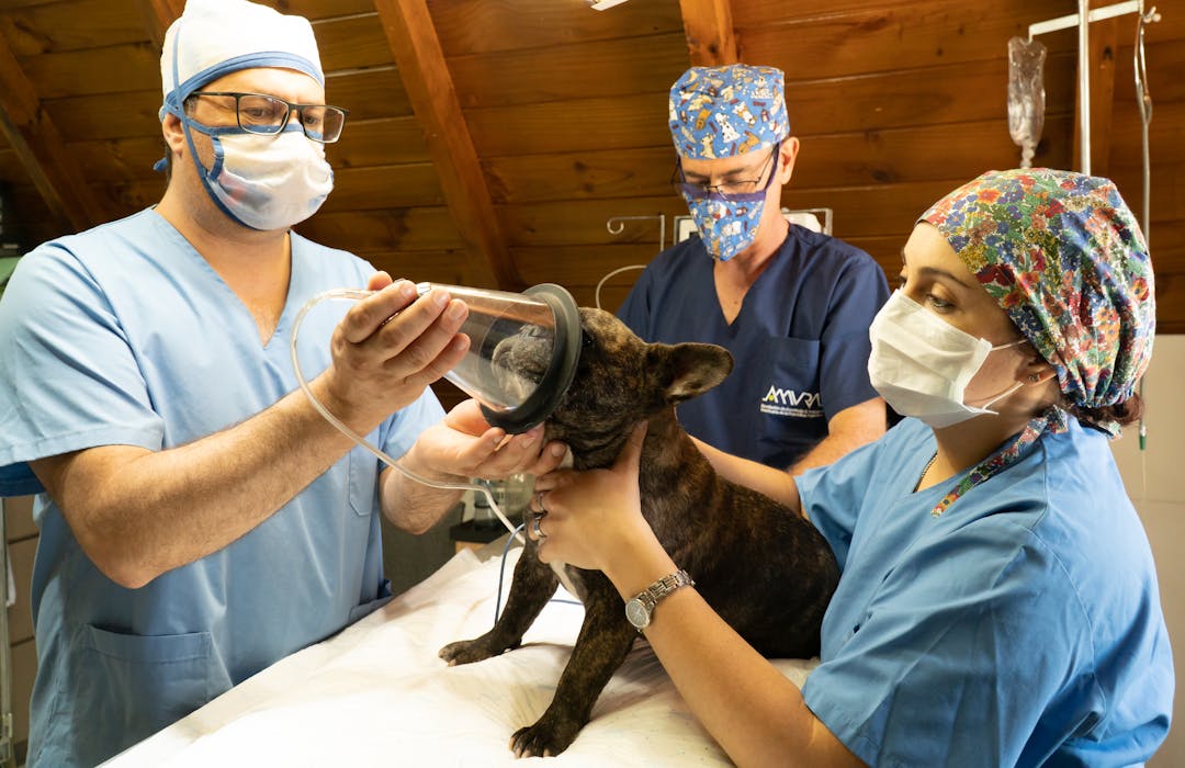 Centro cirúrgico veterinário do HVPET Londrina — cirurgia de urgência 24h