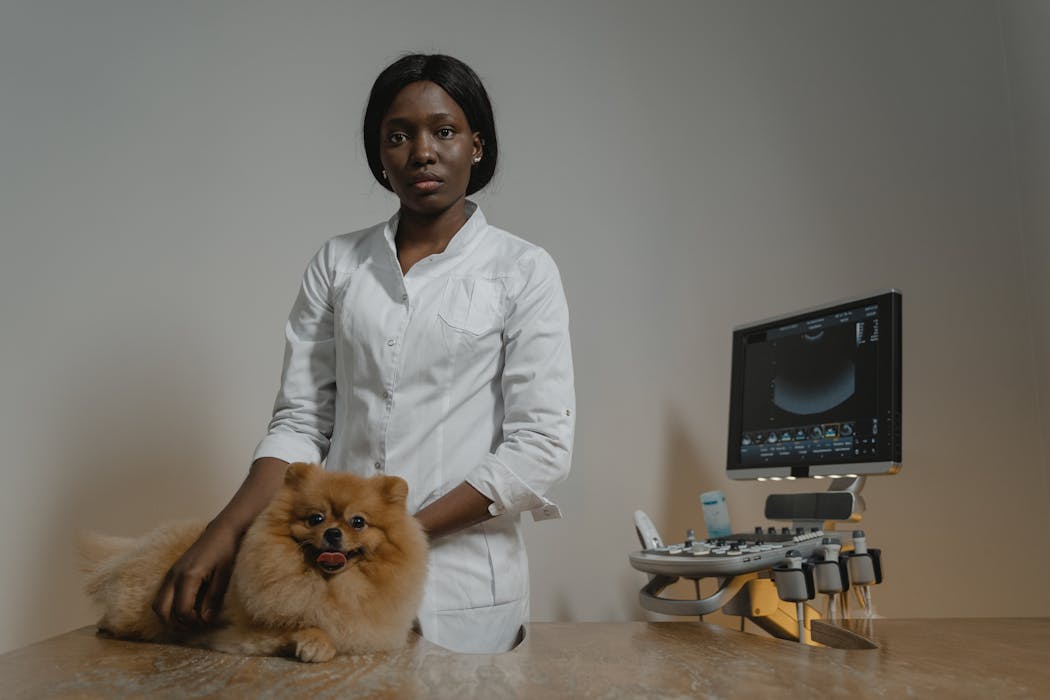 Diagnóstico por imagem veterinário — ultrassom e raio-x no HVPET Londrina